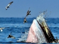 Bryde's Whale