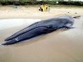 Bryde's Whale