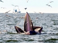 Bryde's Whale
