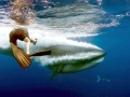 Bryde's Whale