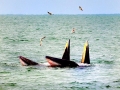 Bryde's Whale