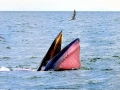 Bryde's Whale