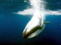 Bryde's Whale