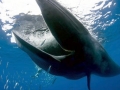 Bryde's Whale