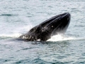 Bryde's Whale