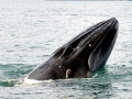 Bryde's Whale