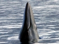 Bryde's Whale