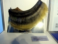 Bryde's Whale