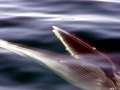 Bryde's Whale