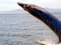 Bryde's Whale