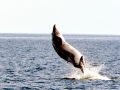 Bryde's Whale