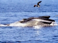 Bryde's Whale