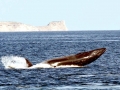Bryde's Whale