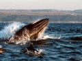 Bryde's Whale