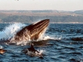 Bryde's Whale