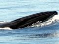 Bryde's Whale