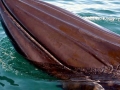 Bryde's Whale