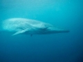 Bryde's Whale