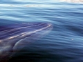 Bryde's Whale