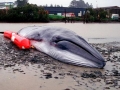 Bryde's Whale