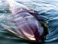 Bryde's Whale