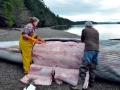 Bryde's Whale