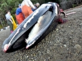 Bryde's Whale