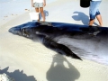 Bryde's Whale