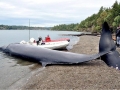 Bryde's Whale