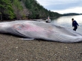 Bryde's Whale