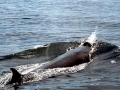 Bryde's Whale