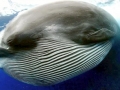 Bryde's Whale