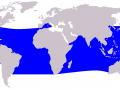 Bryde's Whale