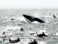 Bryde's Whale