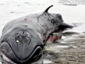 Bryde's Whale