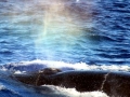 Bryde's Whale