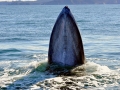 Bryde's Whale