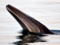 Bryde's Whale