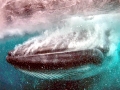 Bryde's Whale