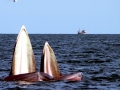 Bryde's Whale