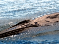 Bryde's Whale