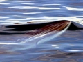 Bryde's Whale