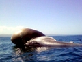 Bryde's Whale