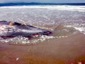 Bryde's Whale
