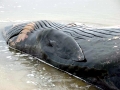 Bryde's Whale