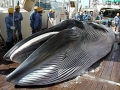 Bryde's Whale