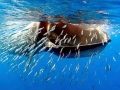 Bryde's Whale