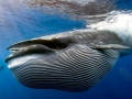 Bryde's Whale