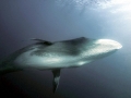 Bryde's Whale