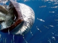 Bryde's Whale